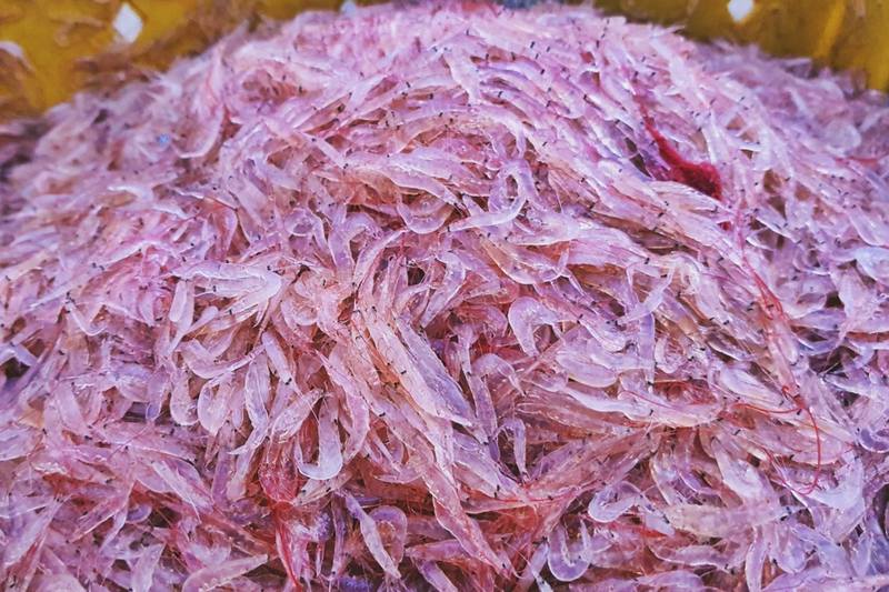 Con Ruốc Mùa Nào Làm Mắm Ngon Nhất? Con Ruốc Ở Đâu Ngon