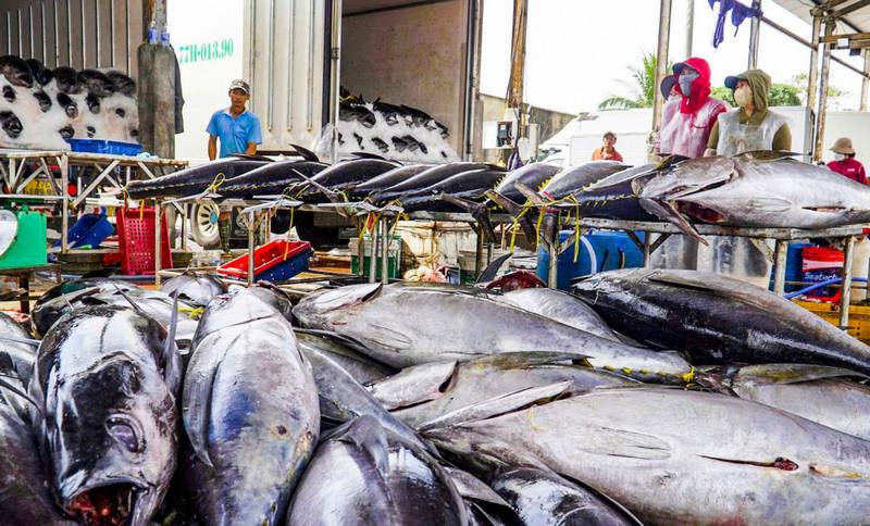 Làng nghề đánh bắt cá ngừ lâu đời tại Tam Quan, Hoài Nhơn