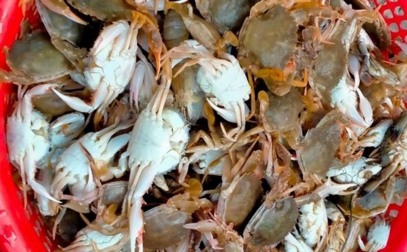 Ghẹ Sữa Làm Món Gì​ Ngon? Top 5 Cách Chế Biến Ghẹ Sữa